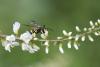 262375 – Photo : Maatah – France (59)